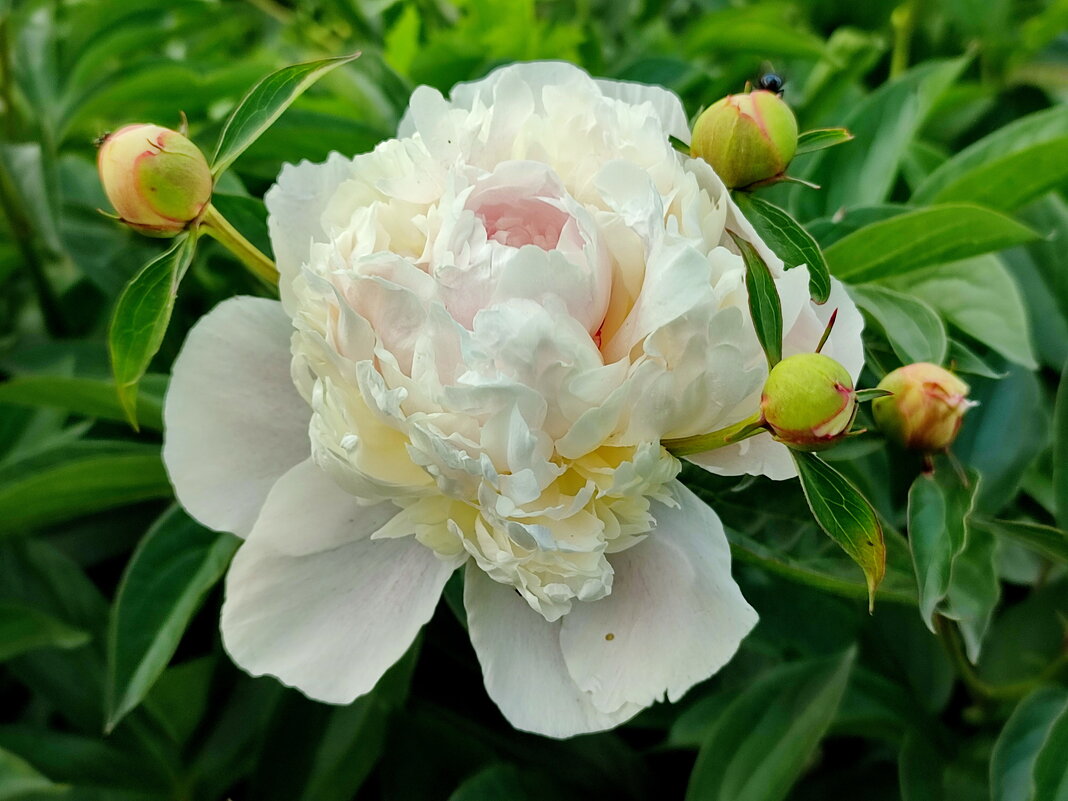 Люблю июнь, когда цветут пионы...... - Валентина Богатко Люблю июнь, когда цветут пионы...... - Валентина Богатко