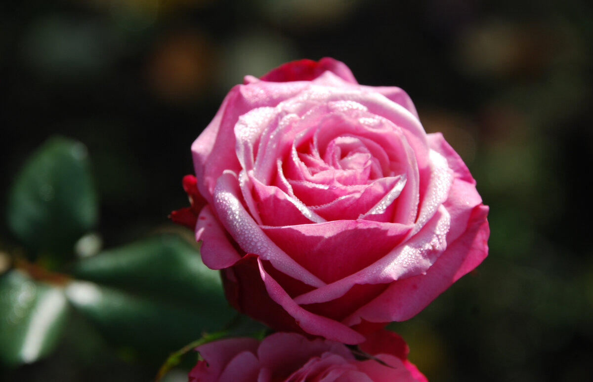 Безупречная свежесть - Анна Камс