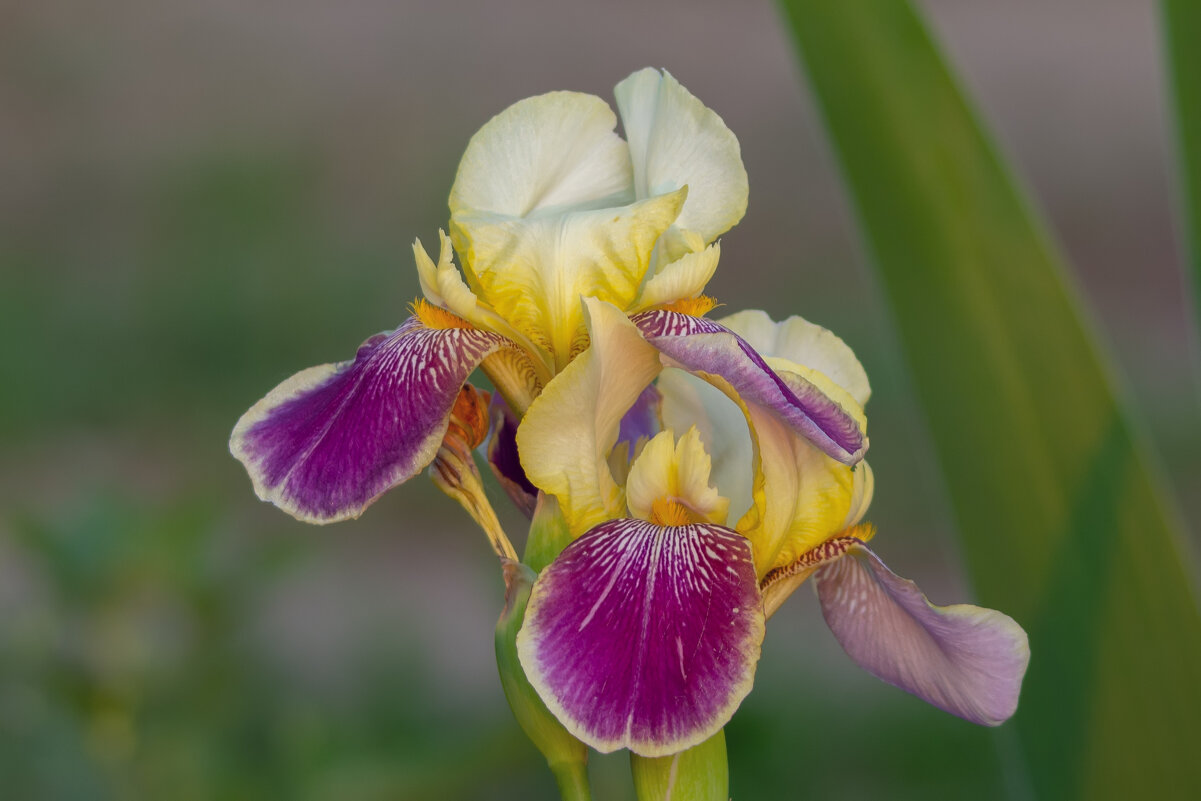 * - Виталий Емельянов