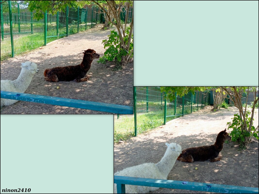 В ростовском зоопарке - Нина Бутко В ростовском зоопарке - Нина Бутко