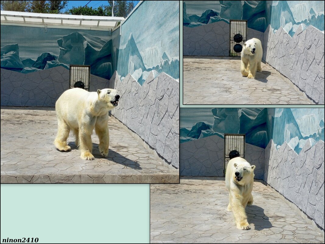 В ростовском зоопарке - Нина Бутко