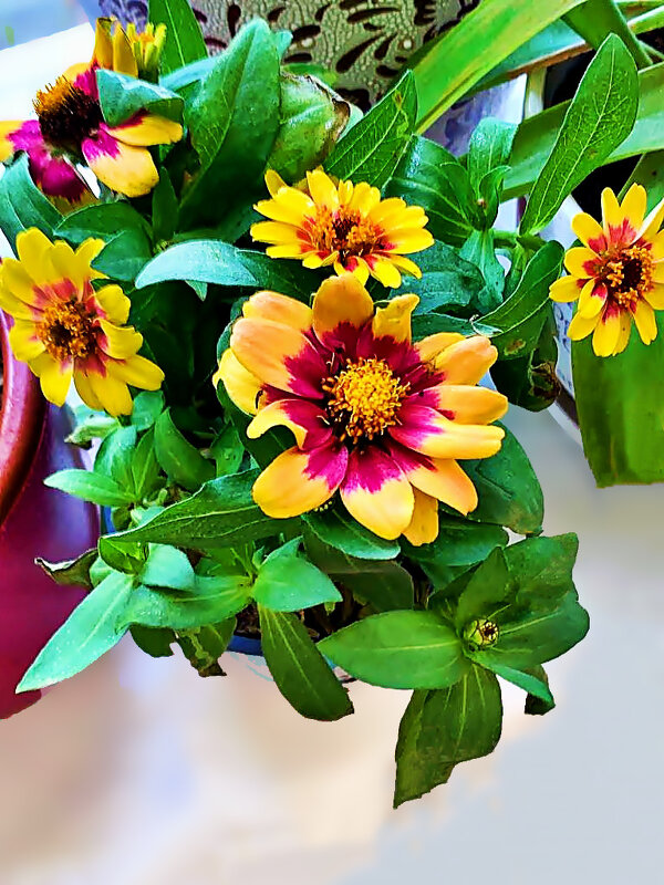 ЦИННИЯ ИЗЯЩНАЯ - Анатолий Малобродский ЦИННИЯ ИЗЯЩНАЯ - Анатолий Малобродский