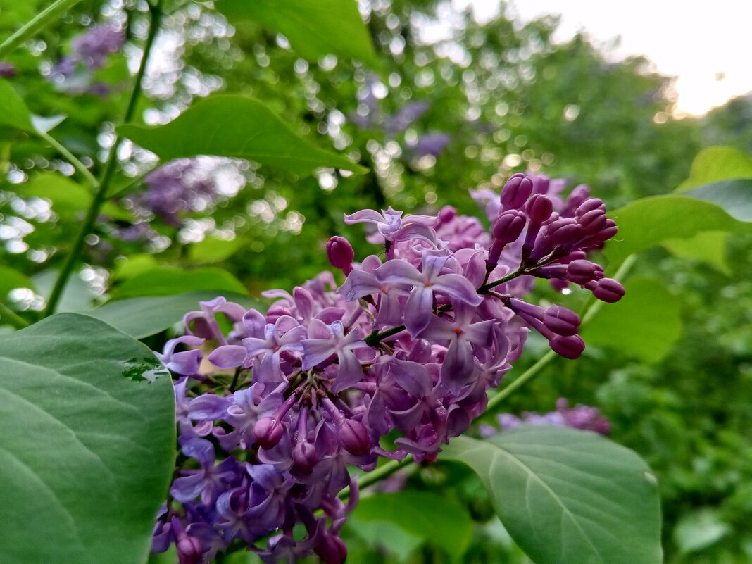 Сирень - Сапсан 