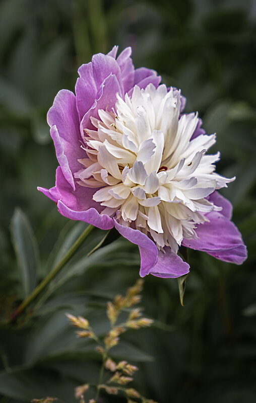 Пион - Сергей К. 