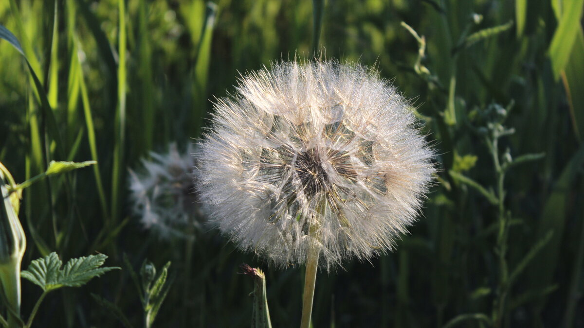Козодой. - Игорь Родионов Козодой. - Игорь Родионов