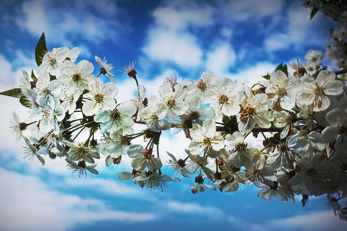 Вишня цветёт ... - Владимир Шошин Вишня цветёт ... - Владимир Шошин