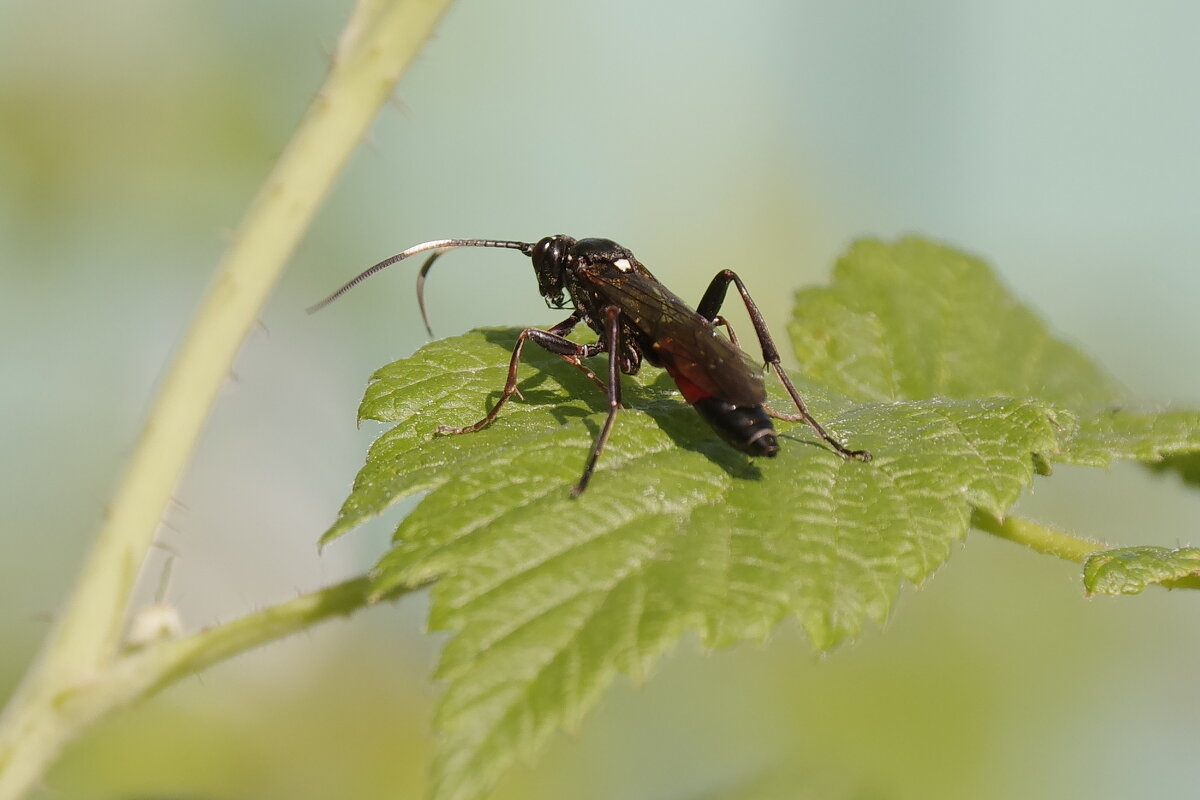 В малине - Сергей Швечков В малине - Сергей Швечков