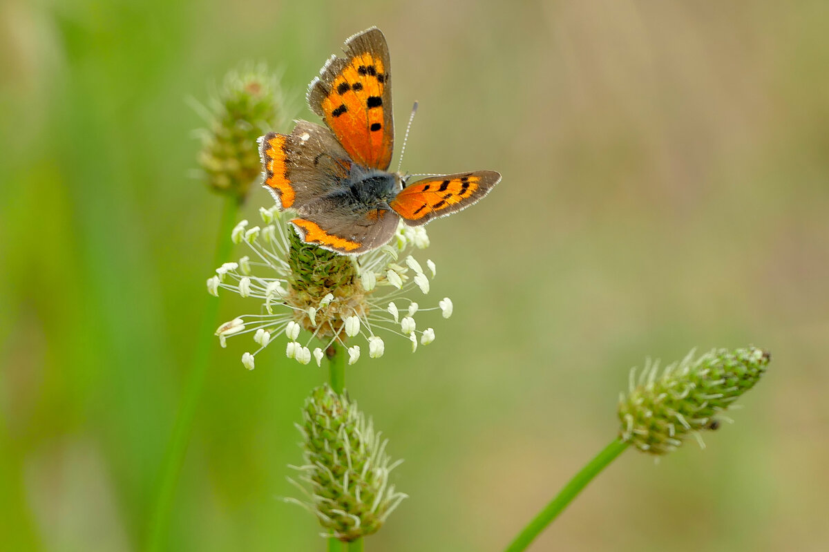 опять про бабочек 8 - Александр Прокудин опять про бабочек 8 - Александр Прокудин
