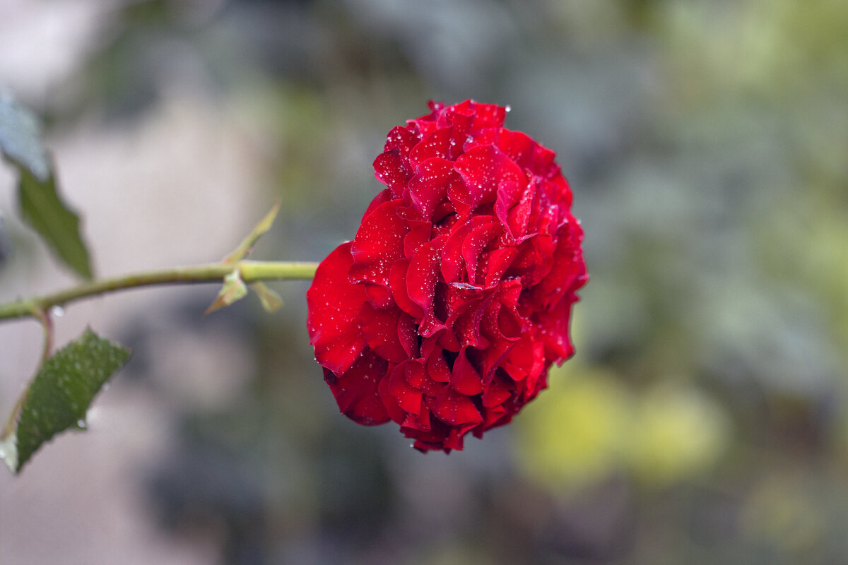 Спасибо, человек: ты мне не сделал зла... - Валерий Басыров Спасибо, человек: ты мне не сделал зла... - Валерий Басыров