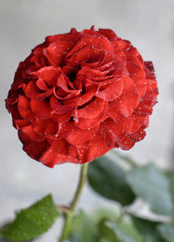 Несорванный цветок. Он - лучше всех букетов... - Валерий Басыров Несорванный цветок. Он - лучше всех букетов... - Валерий Басыров