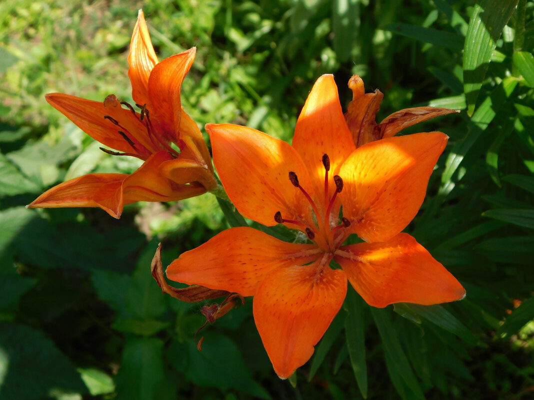 Оранжевые лилии - Наиля 