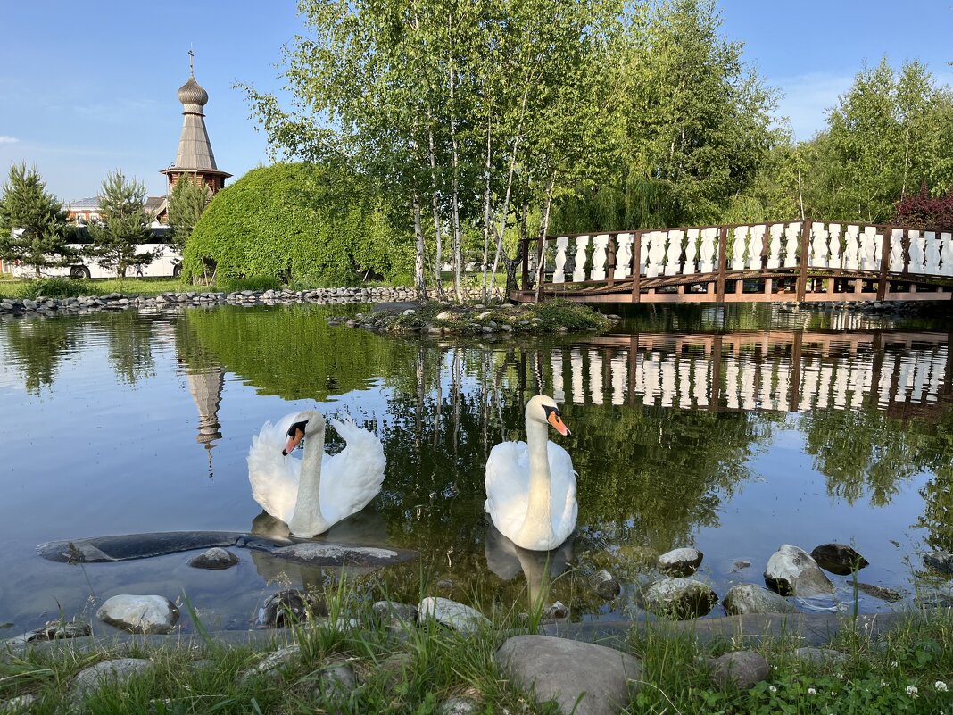 Лебеди на пруду - Александр Конов