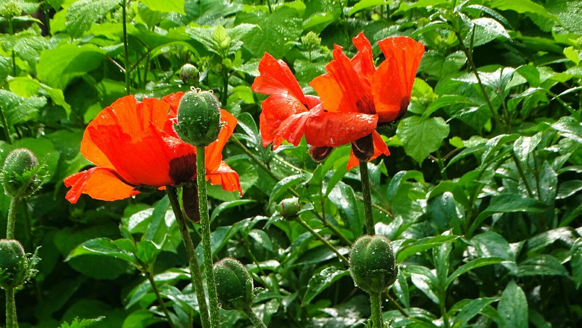 Маки под дождём. - Милешкин Владимир Алексеевич 