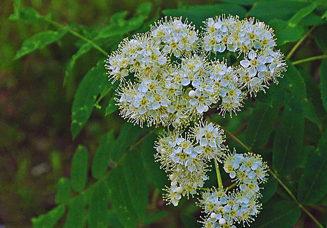 Июнь...Цветы рябины! - Владимир 