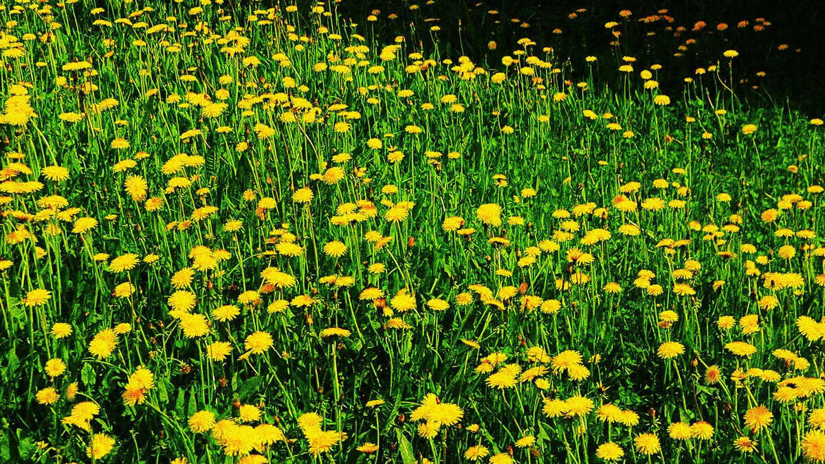 Июнь...Еще цветущие одуванчики! - Владимир 