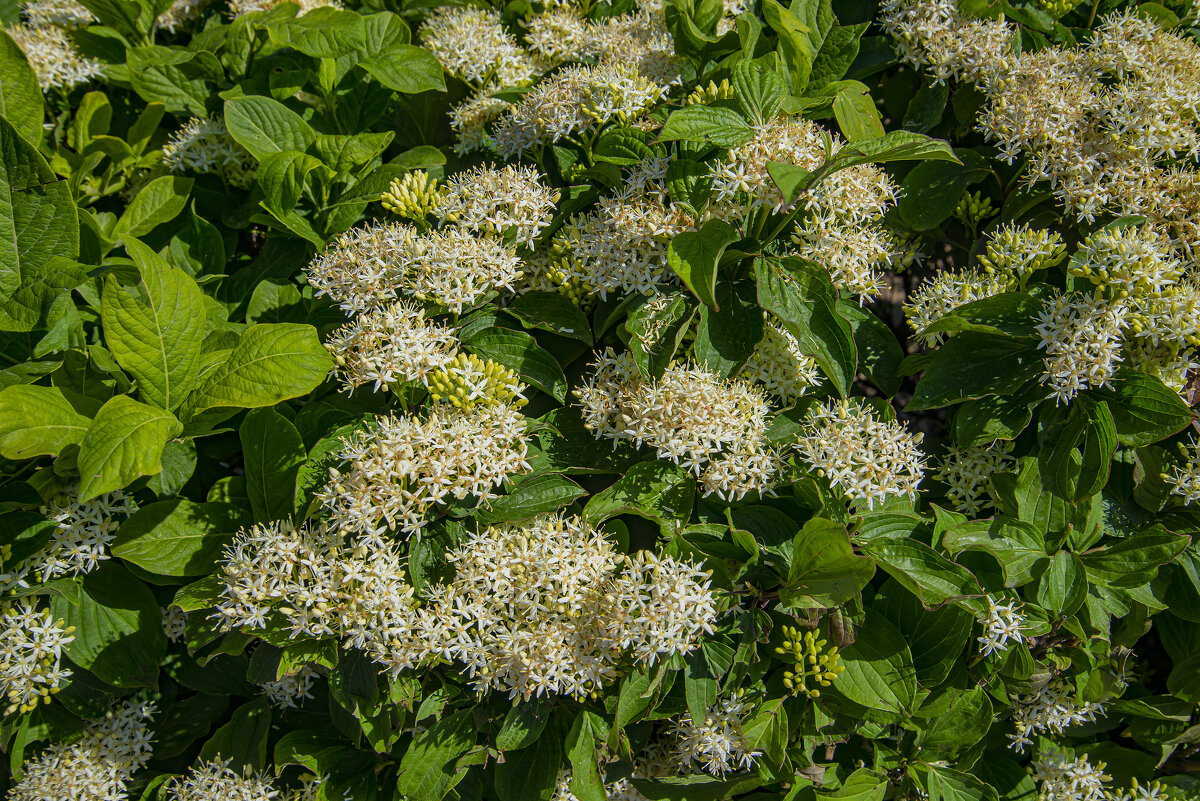 Лягустра - Анатолий Чикчирный