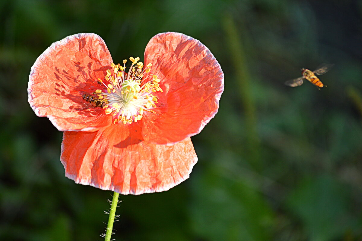Летний этюд - Татьяна Лютаева