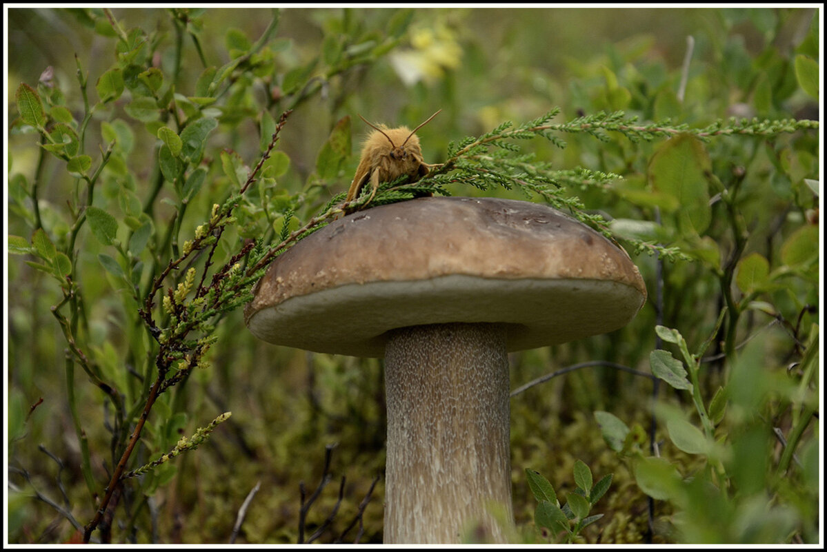 Жизнь леса - Aleksandr Gal Жизнь леса - Aleksandr Gal