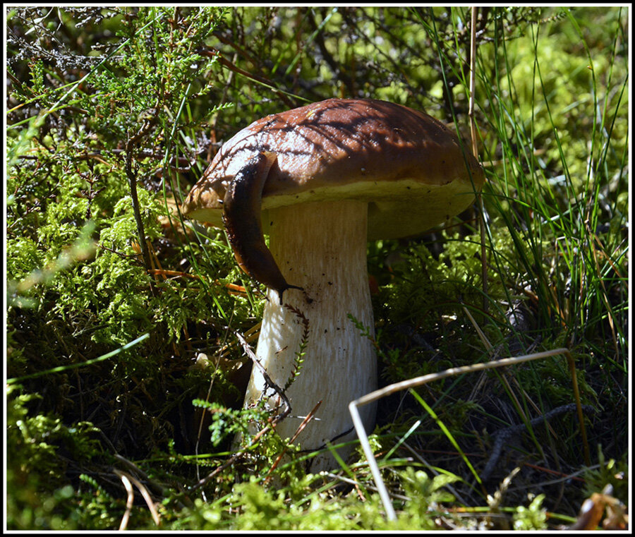 ...Этот будет мой... - Aleksandr Gal
