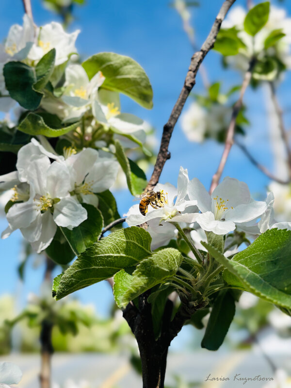 Весна - Larisa Kuznetsova
