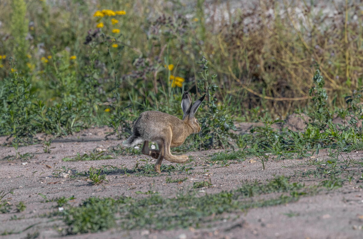 русак - юрий макаров