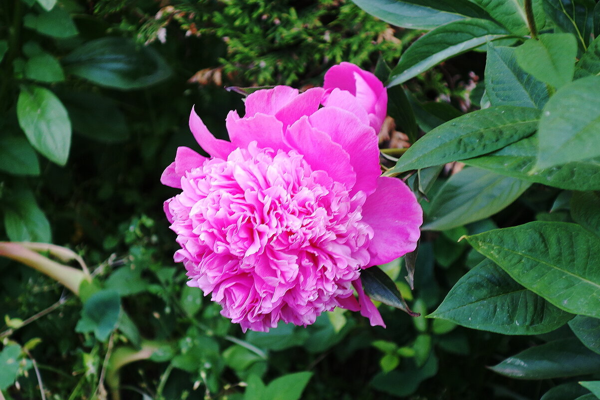 Пион - Рита Симонова