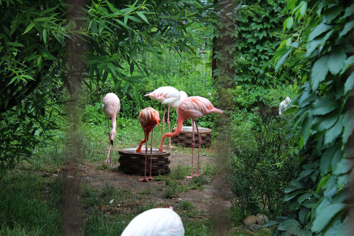 Фламинго - Марсель Валеев