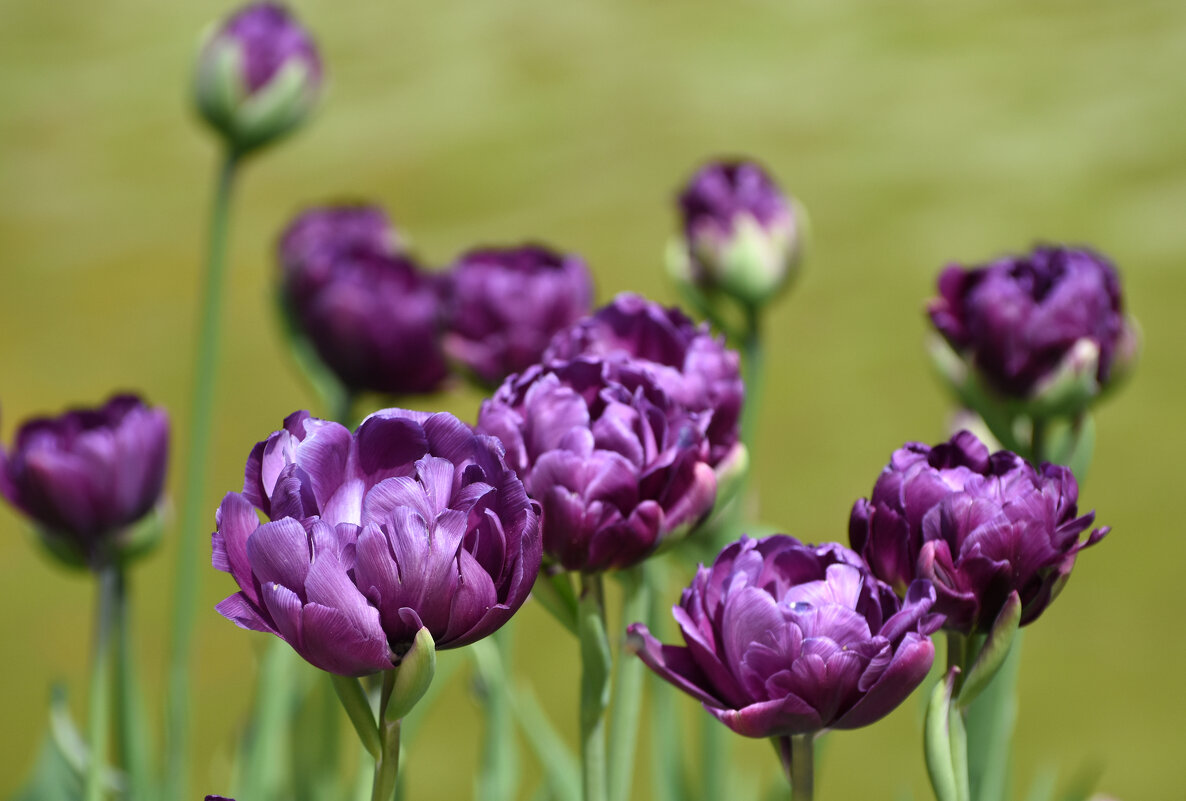 Москва. Весна в Аптекарском... - Наташа *****