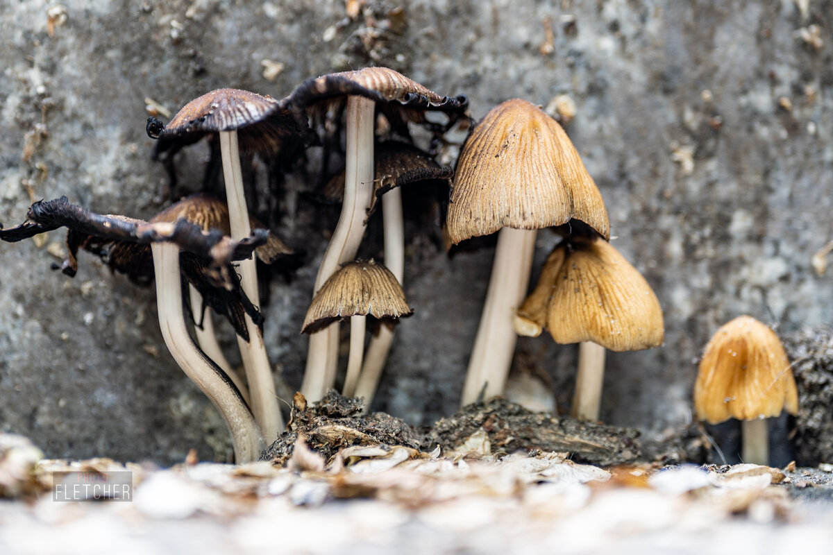 Грибы на ступеньках - Сергей Флетчер Грибы на ступеньках - Сергей Флетчер