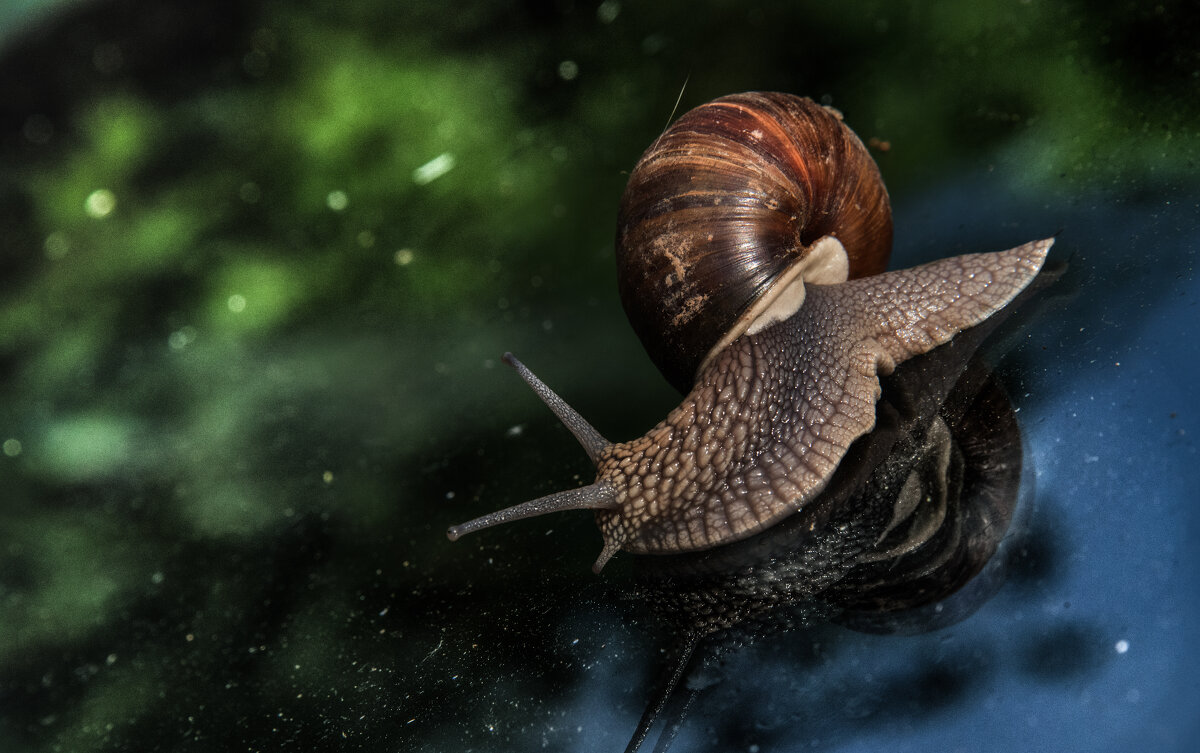 Космическое путешествие улитки. - Владимир Безбородов Космическое путешествие улитки. - Владимир Безбородов