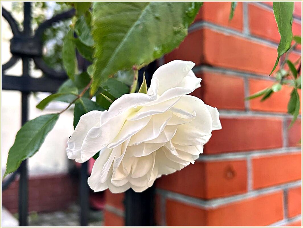 Белая. - Валерия Комова