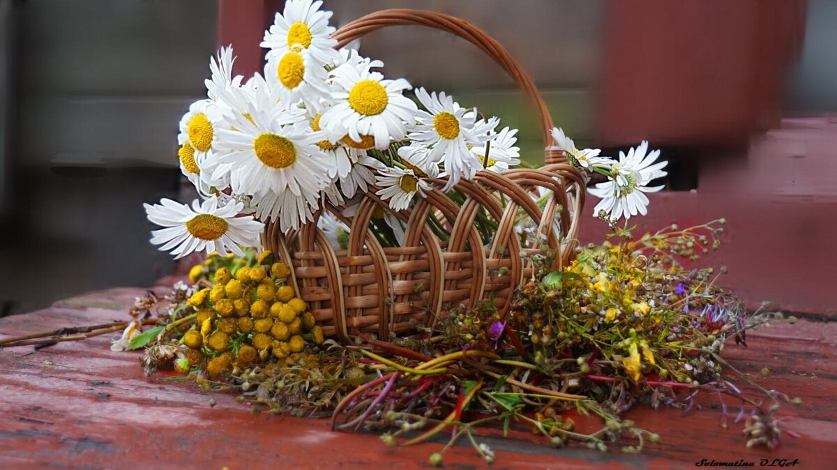 полевые цветы..... - Ольга Cоломатина
