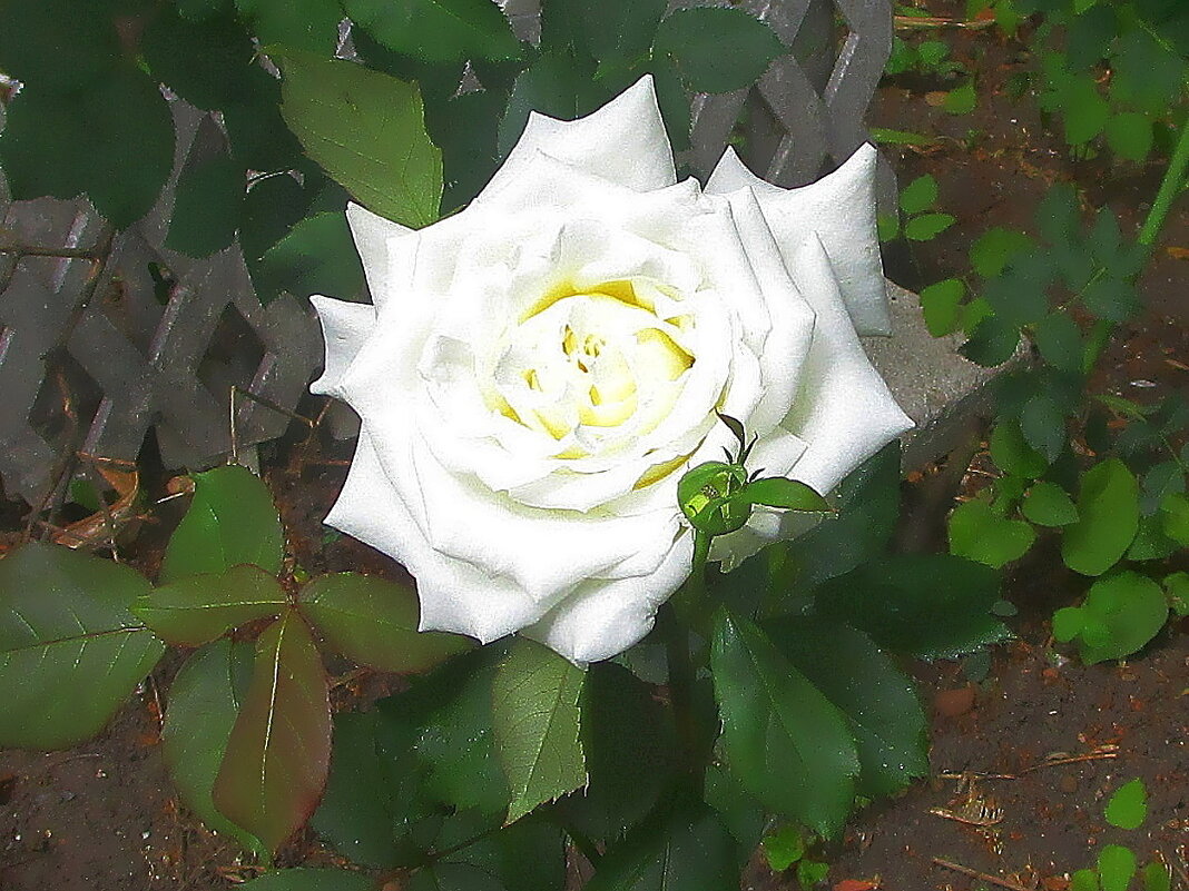 Белая роза у дома. - Ольга Довженко