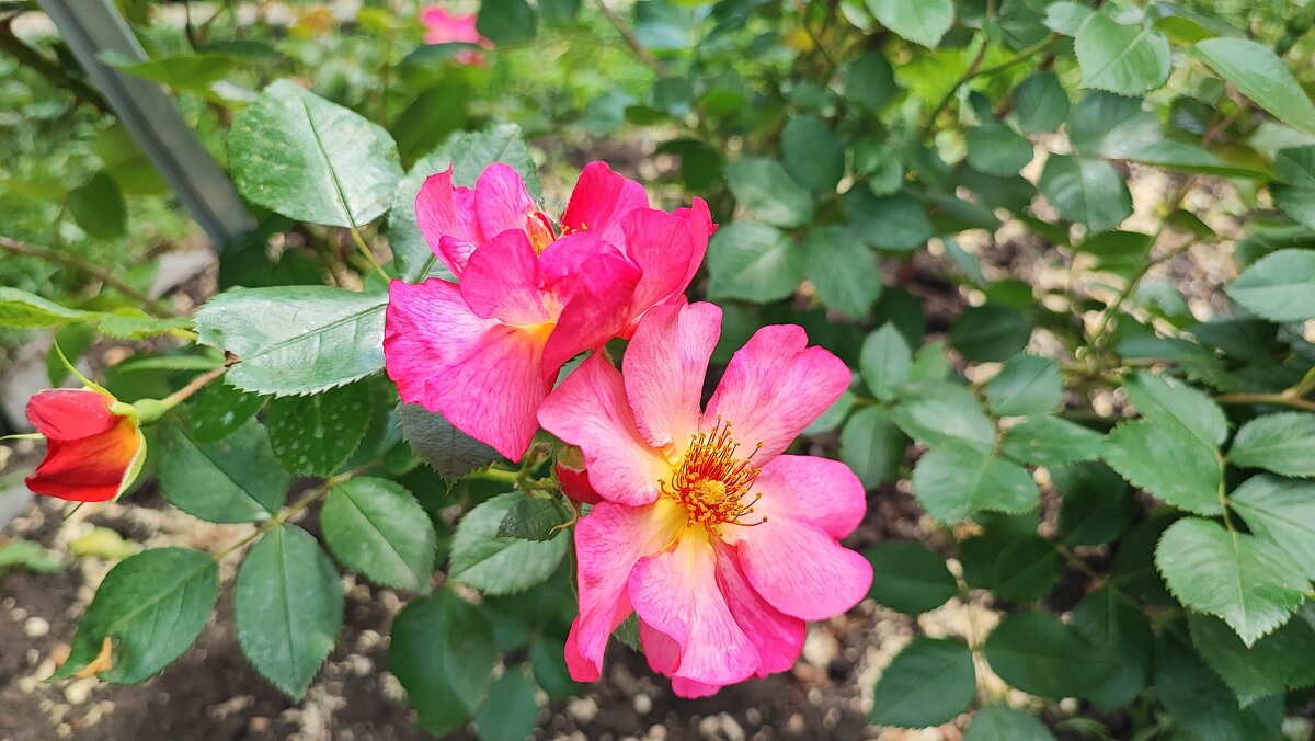 ,,, - Сергей Тимоновский