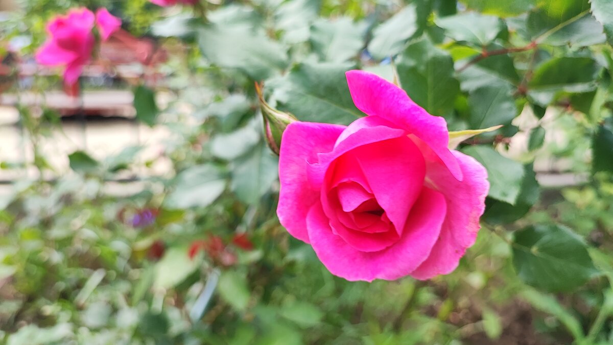 ,,, - Сергей Тимоновский