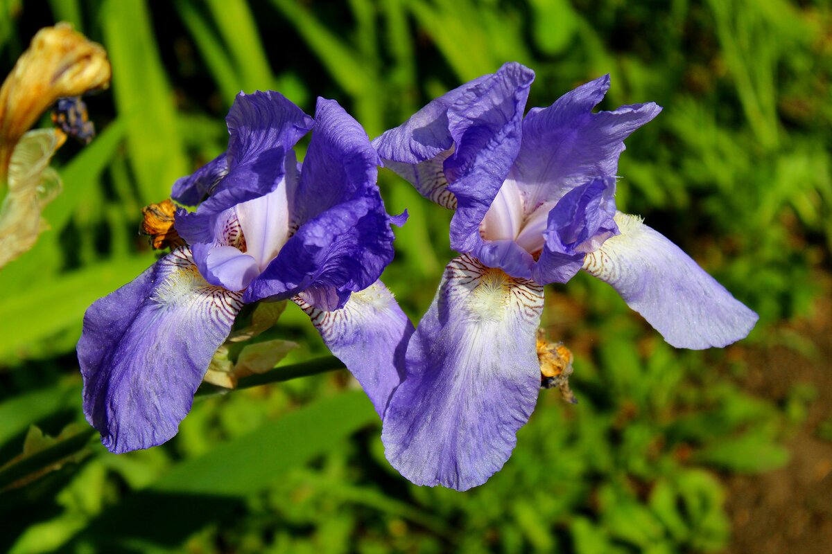 Ирис. - Владимир Помазан