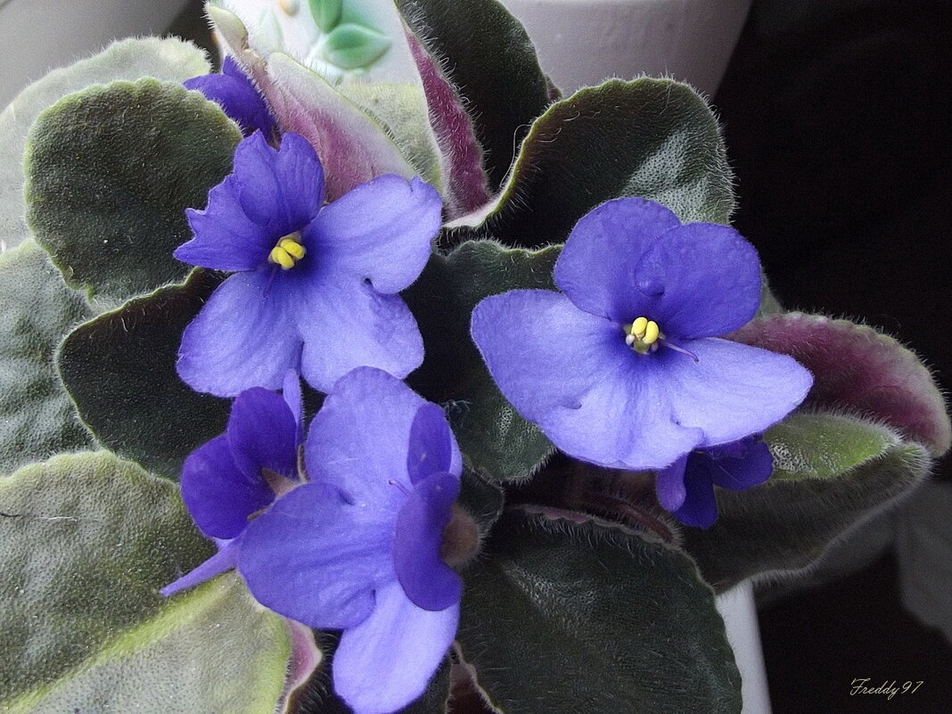 Фиалка - Freddy 97