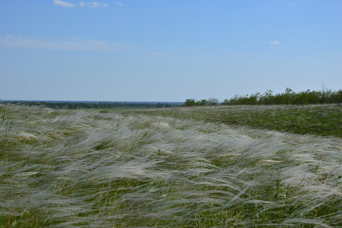 Ковыль. - Виктор 