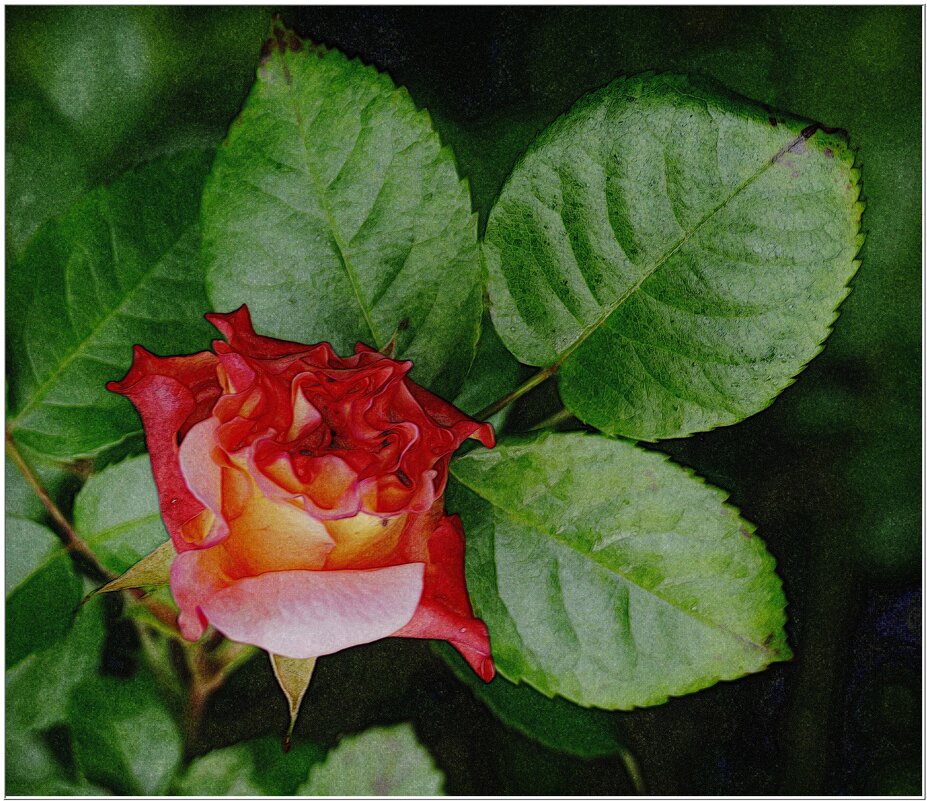 РОЗА... - Elvira E. 