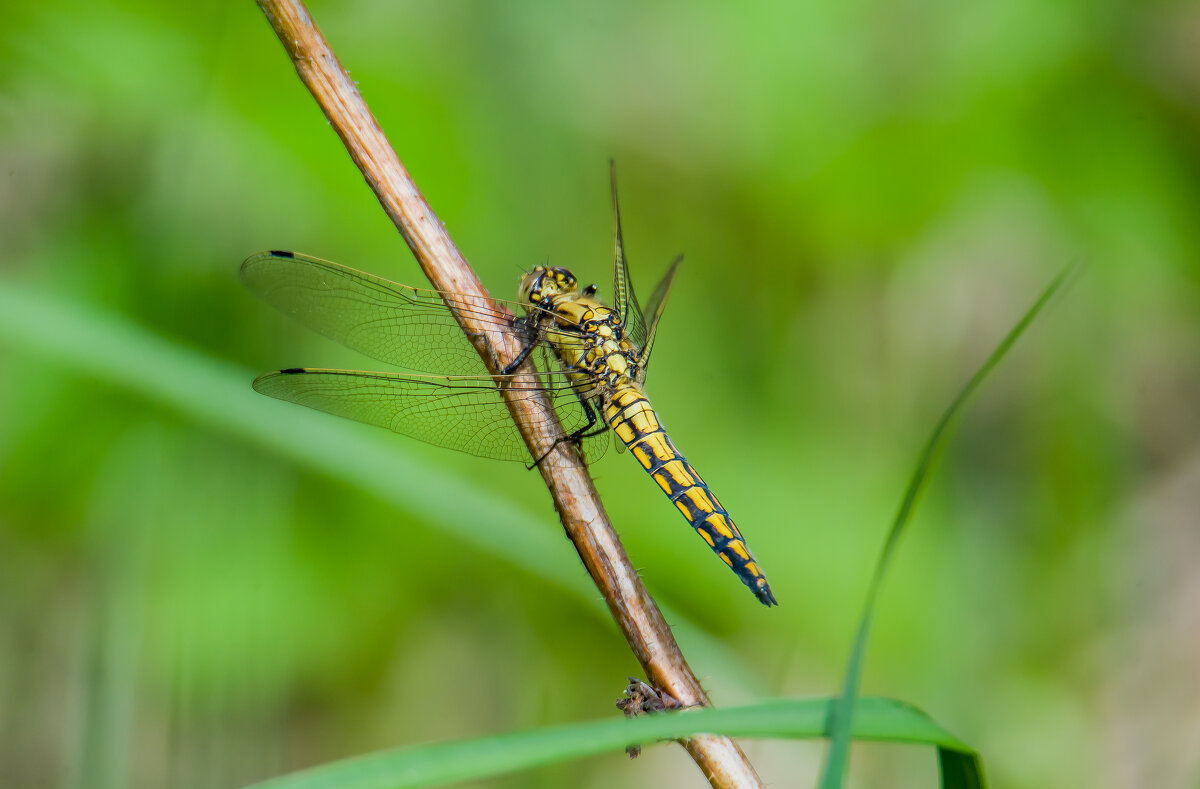 Стрекоза. - Sergey (Apg)