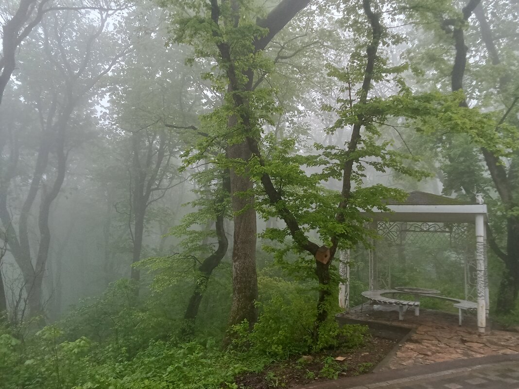 Туман в лесу - Виктор 