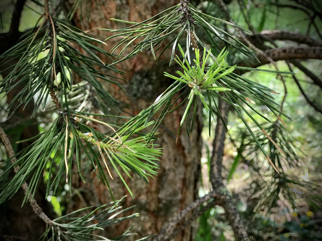 Сосновый молодняк - Любовь 