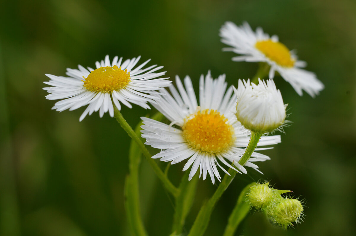 Мелколепестник - Надежда Куркина 