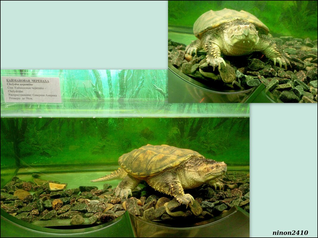 Аквариум в ростовском зоопарке - Нина Бутко