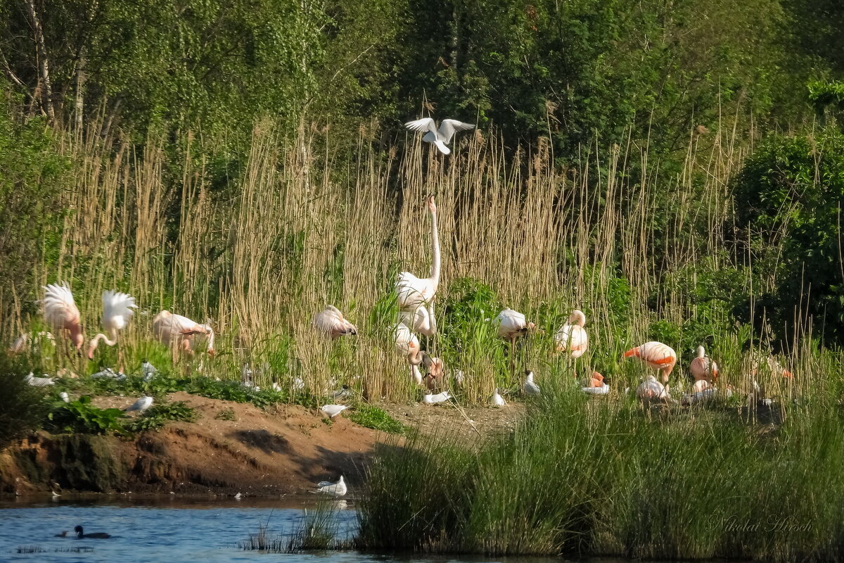 Там, где фламинго... - Николай Гирш