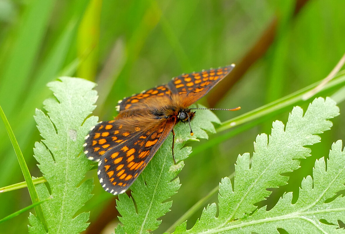 опять про бабочек 12 - Александр Прокудин