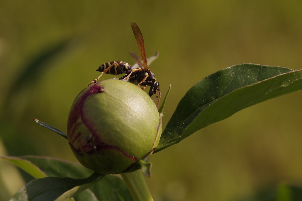Оса на пионе - Сергей Швечков