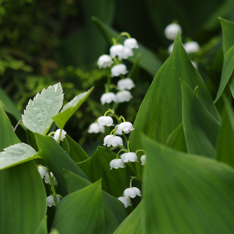 Ландыши - Сергей Швечков