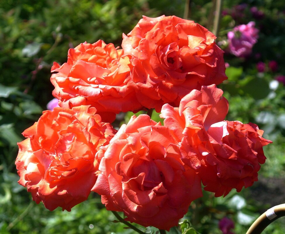 Розы. - Ирина *** Розы. - Ирина ***