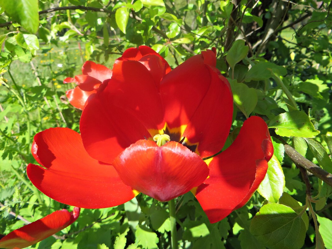 цветок - марта Камушкина